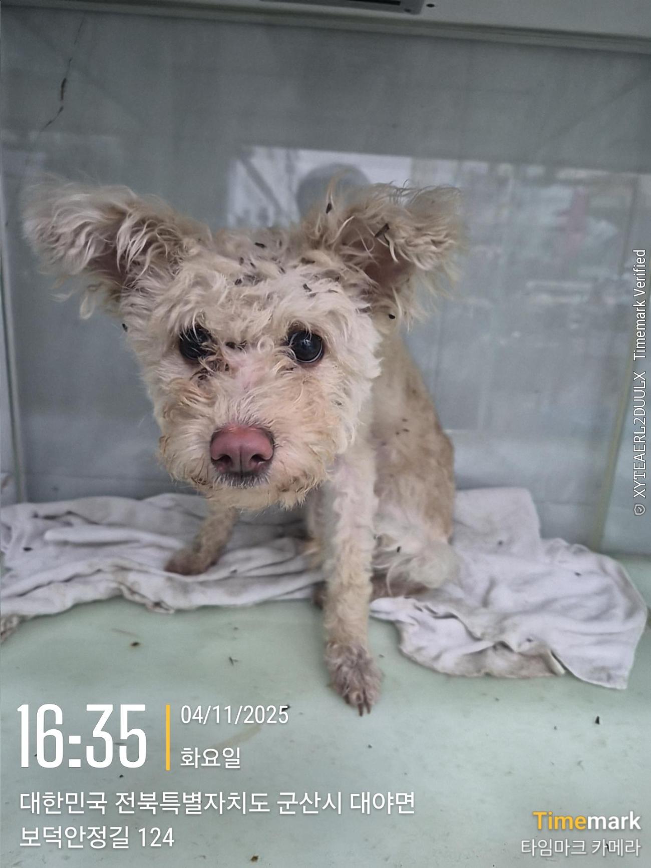 군산유기동물보호센터_445467202502207